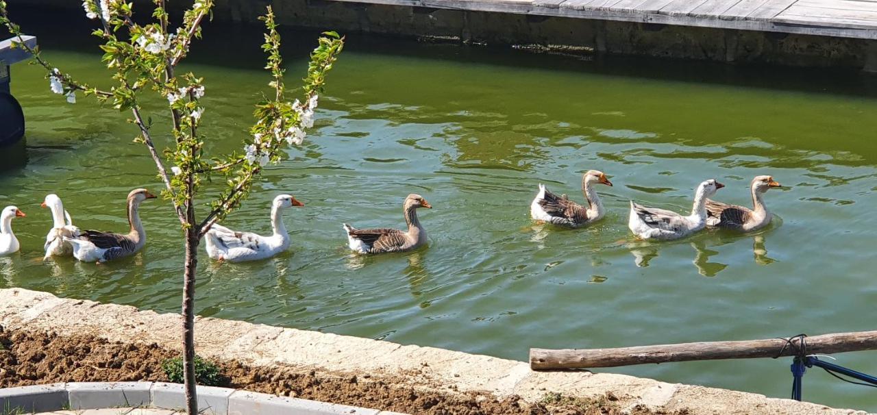 Apartmani Bojeresku Negotin Exteriér fotografie